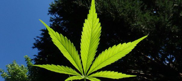 CANNABIS / Légalisation du cannabis à des fins non médicales : pour une régulation favorable à la santé publique