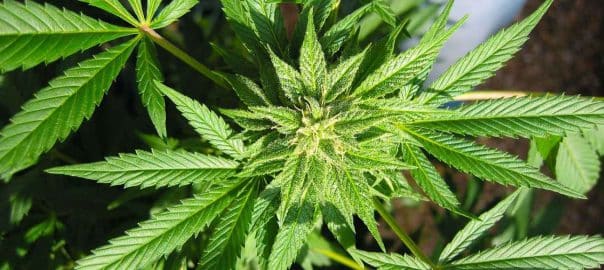 CANNABIS / La marijuana liée à des expériences psychotiques chez les ados