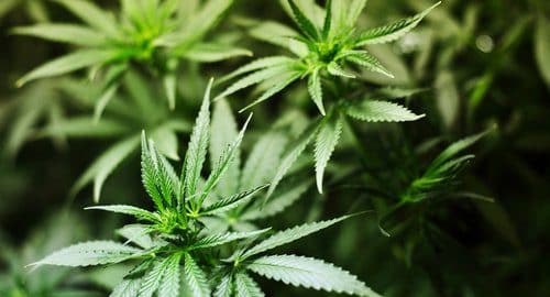 CANNABIS / Effets du cannabis: les preuves scientifiques passées au crible