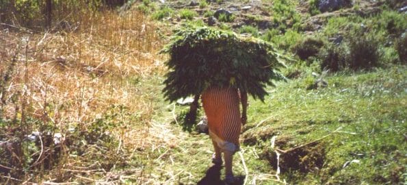 CANNABIS / L’UE désigne le Maroc comme principal fournisseur de cannabis