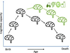 schema cerveau