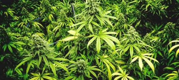 Consommation de cannabis et amendes d’ordre : des pratiques divergentes