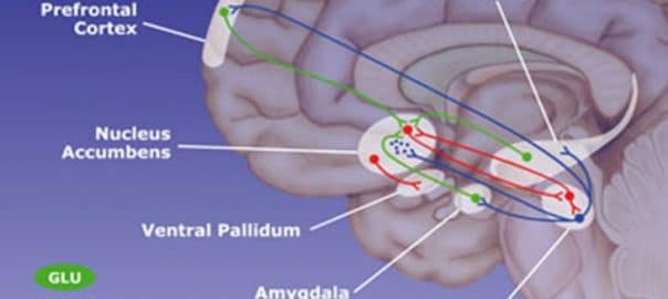 Implication complexe du système de récompense dans les addictions : une méta-analyse d’études d’IRM fonctionnelle dans JAMA Psychiatry, expliquée par son auteur.
