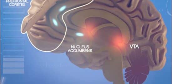 CANNABIS / La connectivité fonctionnelle entre le Noyau Accumbens et le Cortex Préfrontal à 20 ans est prédictive de la trajectoire d’usage dans les deux ans qui suivent