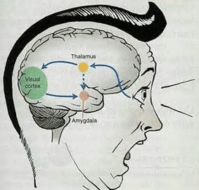 Rôle de l’hypexcitabilité amygadalienne dans l’addiction : une revue de Translationnal Psychiatry