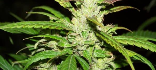 CANNABIS / C’est officiel, le cannabidiol n’est plus considéré comme un produit dopant