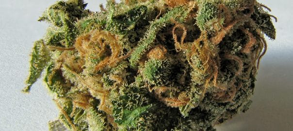 CANNABIS / Italie: vers la légalisation du cannabis thérapeutique