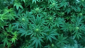 Cannabis : usages actuels de la population adulte