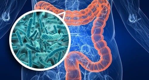 Consommation chronique d’alcool et cirrhose : quand l’intestin trinque aussi