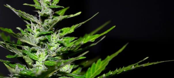 CANNABIS / Réduire les risques liés à l’usage