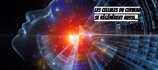 Les drogues diminuent le renouvellement des neurones