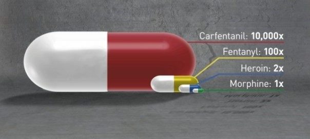 Le Fentanyl et ses dérivés continuent à remplacer l’héroïne dans l’univers des drogues : un article de Forensic Psychiatry sur l’Ocfentanil et le Carfentanyl.