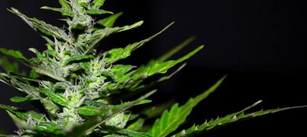 PODCAST / Cannabis : la grande hypocrisie ?