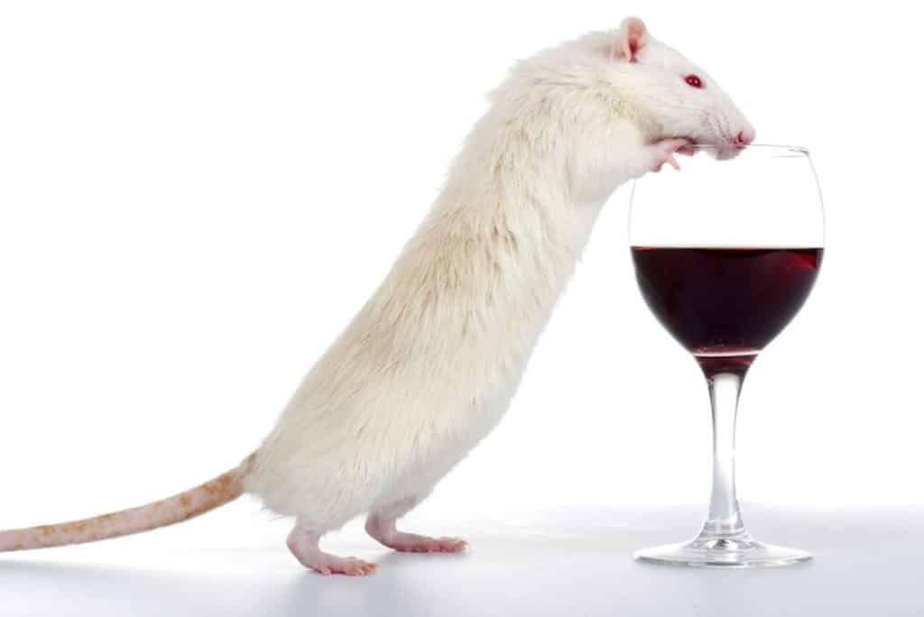 Addiction Alcool - Le modulateur allostérique GABA-B « CMPPE » : une alternative au baclofène dans le traitement de l’addiction à l’alcool et à la cocaïne ? Une étude originale de Psychopharmacology