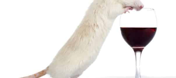 Le modulateur allostérique GABA-B « CMPPE » : une alternative au baclofène dans le traitement de l’addiction à l’alcool et à la cocaïne ? Une étude originale de Psychopharmacology