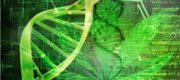 Consommation de cannabis : de nouveaux facteurs génétiques identifiés et une influence causale de la schizophrénie.