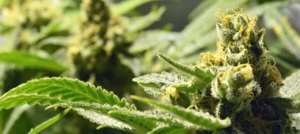 Le cannabis, nouvel eldorado des cigarettiers (Le Parisien)