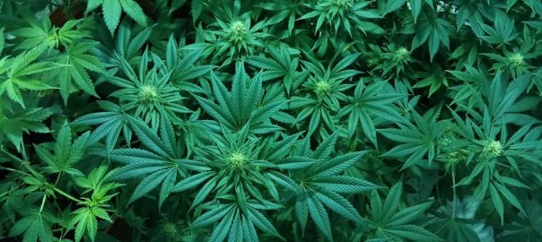 Le Luxembourg, bientôt royaume du cannabis