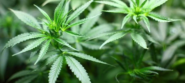 L'économiste Emmanuelle Auriol souhaite une légalisation du cannabis