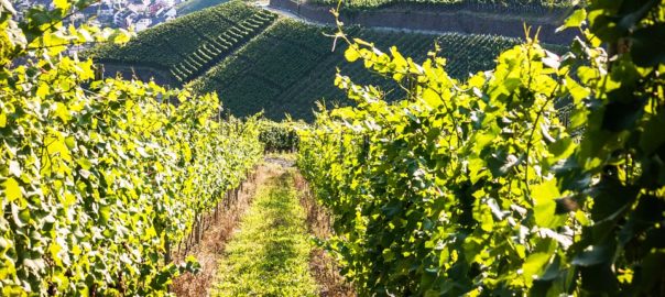 Vin et politique: une relation étroite et ancienne (L'Express)