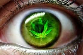 Addiction Cannabis - Cannabis : haute teneur en THC, haut risque de dépendance ? Une étude longitudinale prospective publiée dans Drug and Alcohol Dependence
