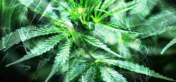 Vers une autorisation du cannabis thérapeutique ?