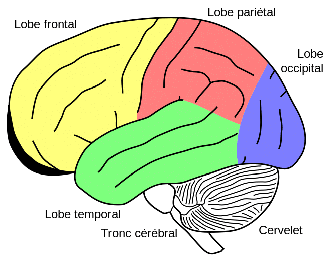 Cerveau, alcool et vertiges