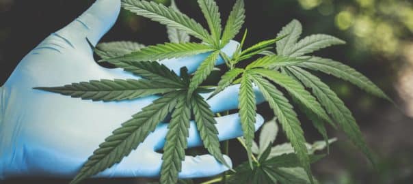 Les cannabinoïdes seront-ils vraiment une révolution dans le traitement des troubles psychiatriques ? Pas si sûr, selon une méta-analyse du Lancet Psychiatry.