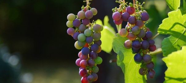 Covid 19 : augmentation de la consommation de vin en Europe