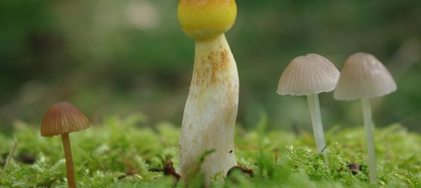 Soignera-t-on un jour grâce au LSD et aux champignons hallucinogènes ?