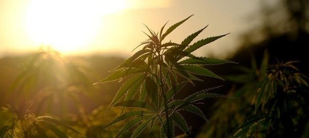 Interrogés lors d’une consultation citoyenne, les Français se disent partisans d’une légalisation du cannabis récréatif