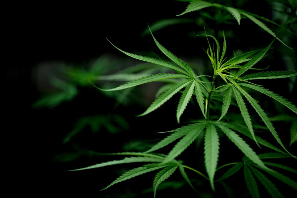 Légalisation cannabis