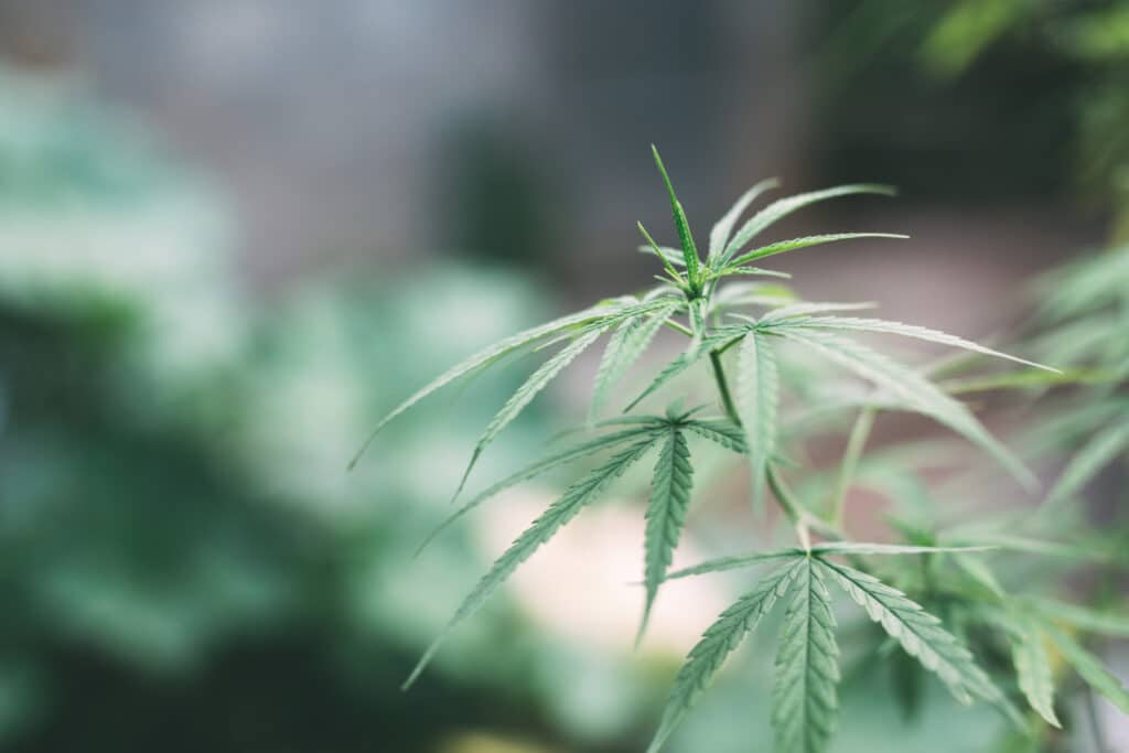 Cannabis automédication