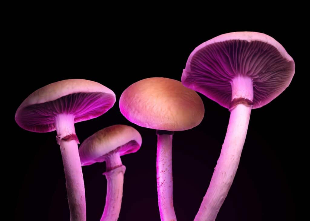 Les psychédéliques dont la psilocybine pourraient présenter effet anti-craving prometteurs dans traitements de l'addiction