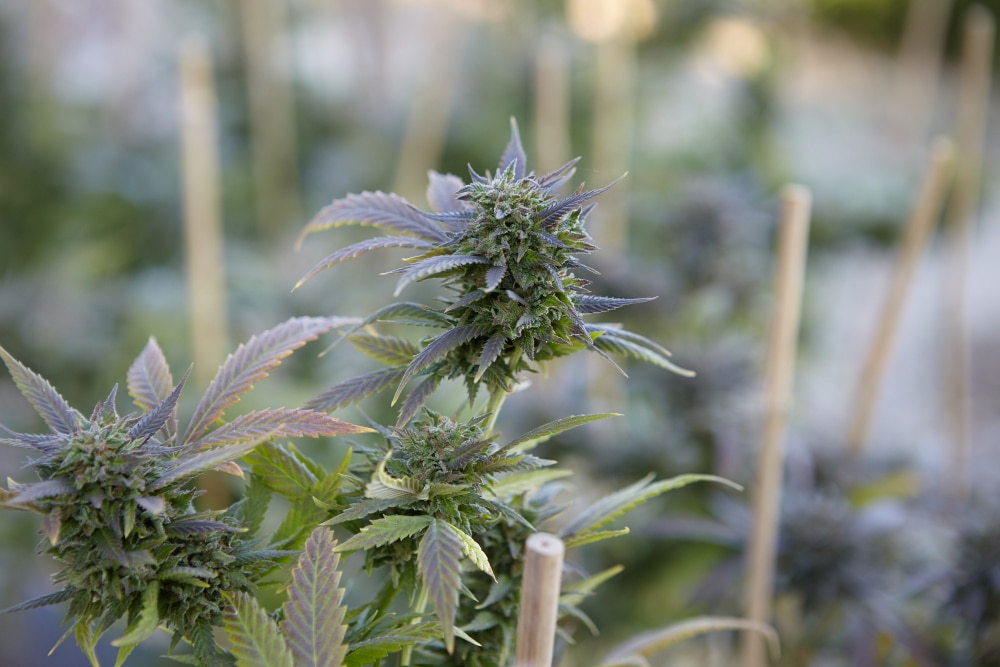 Cannabis un essai montre que l'accès au cannabis récréatif en pharmacie de ville permet de diminuer les niveaux d'usage et ses conséquences