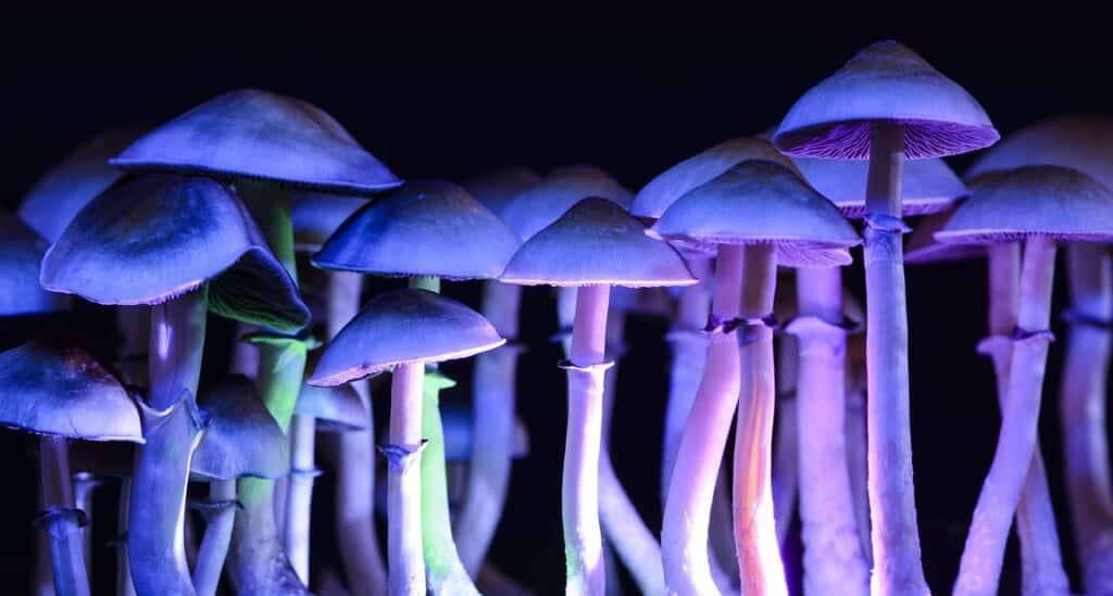 Champignons hallucinogènes une étude française montre l'intérêt de la psilocybine contre l'alcool et dépression