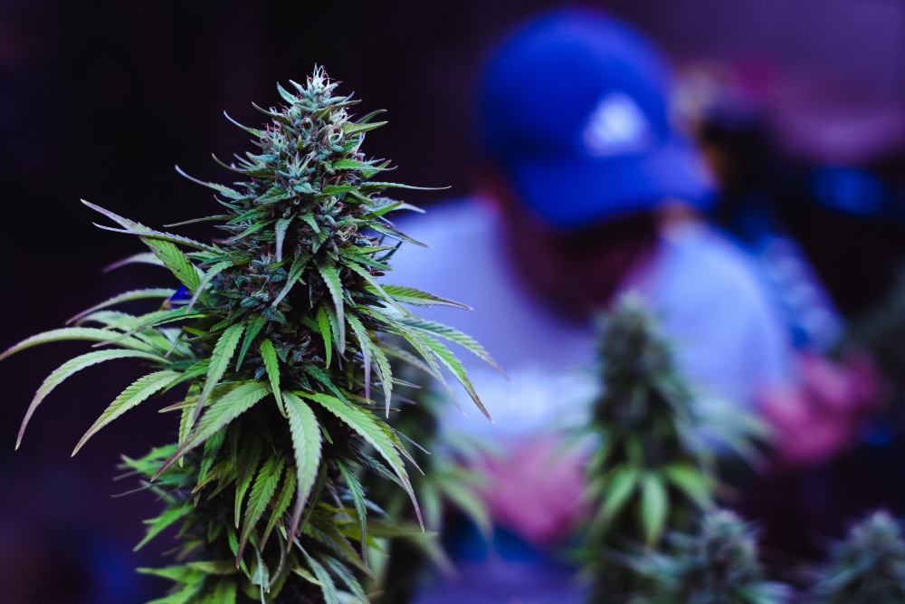Evolution de l'usage du cannabis chez les adolescents en Californie effets de la légalisation et de la pandémie de COVID-19
