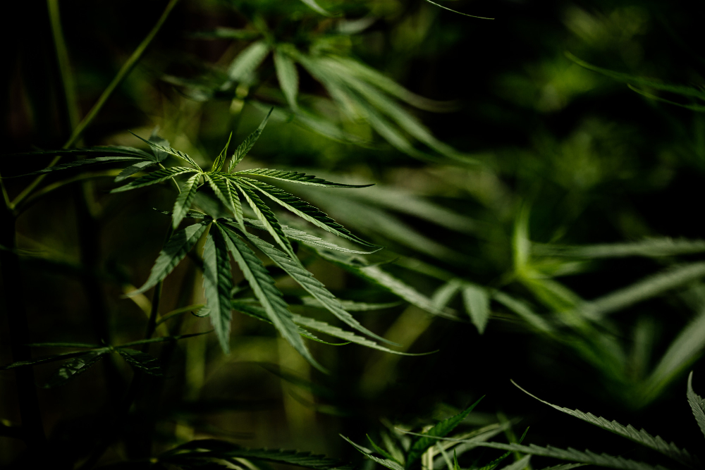 L'évolution du trouble d'usage de cannabis chez les adolescents après la légalisation en Californie